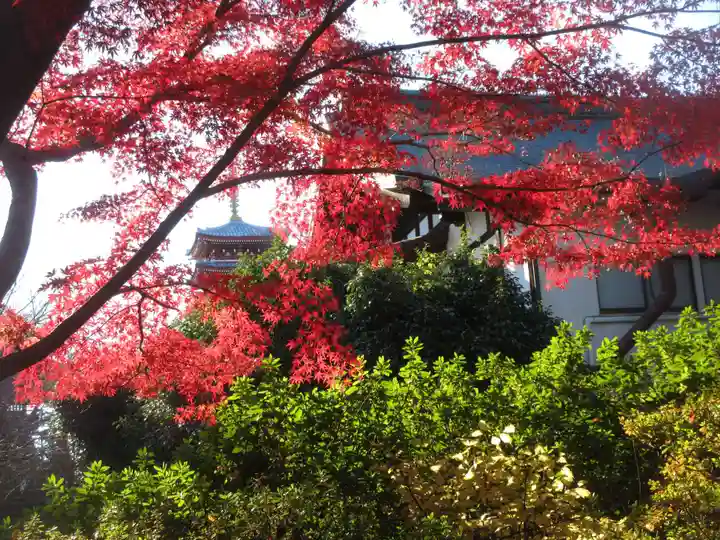 本土寺(千葉県)