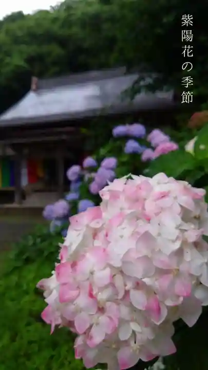 壽徳寺 じゅとくじの自然