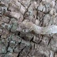 三津厳島神社(愛媛県)