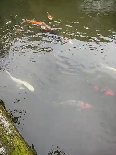 石母田　三吉神社の動物