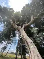 大宮神社の自然