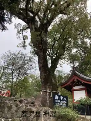 鹿児島神宮(鹿児島県)