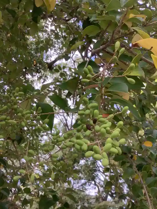 七所神社の自然
