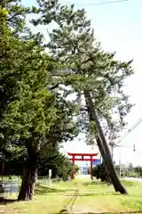 市渡稲荷神社の鳥居