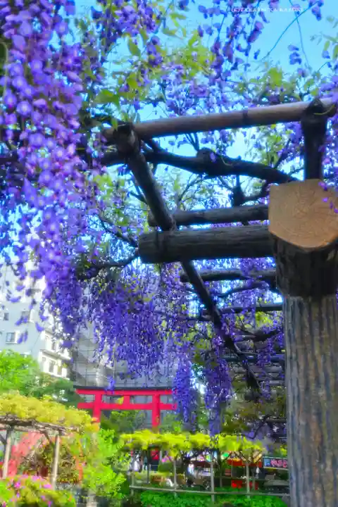 亀戸天神社(東京都)