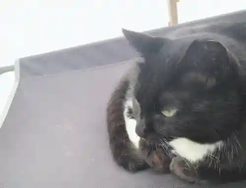 岡部春日神社～👹鬼門よけの🌺花咲く🌺やしろ～(福島県)