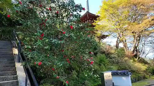 岡寺（龍蓋寺）(奈良県)