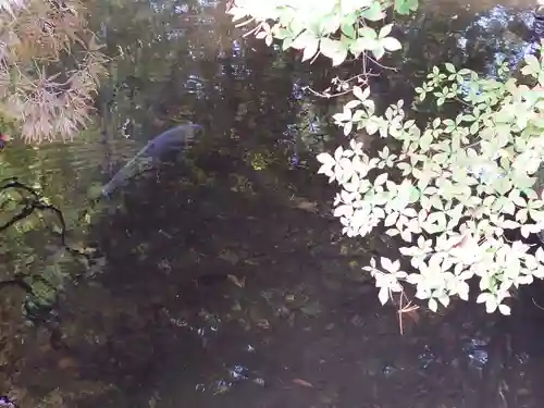 白石神社の動物