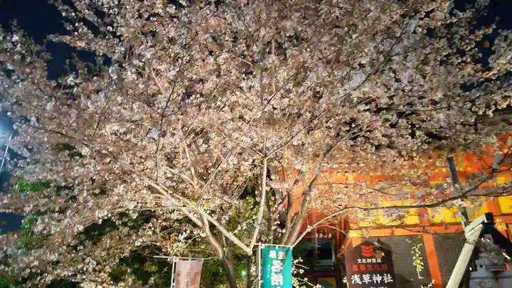 浅草神社の自然