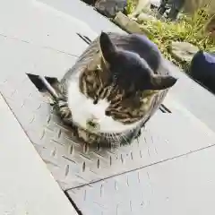 御誕生寺（猫寺）の動物