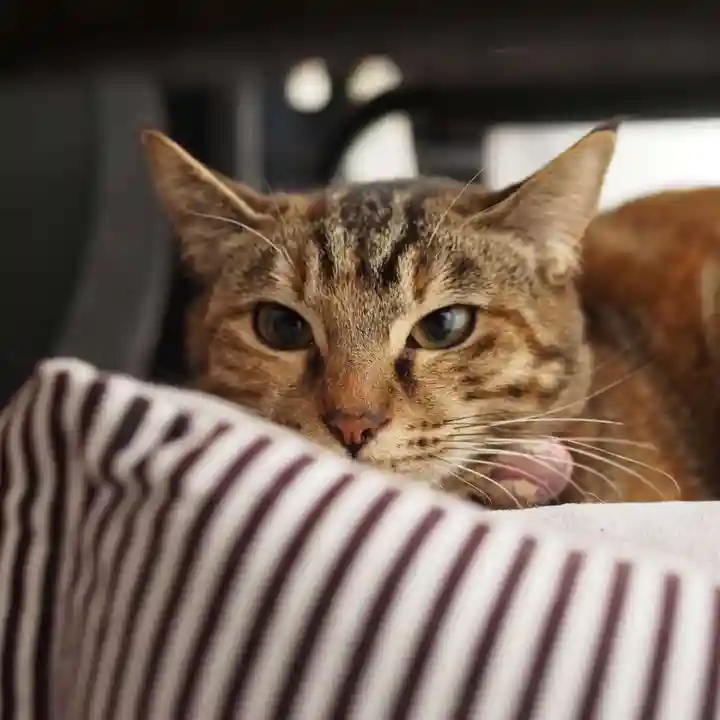 天王山 安楽寺(福井県)