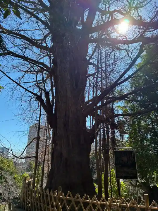 王子神社の{uncategorized: "未分類", other: "その他", undefined: "問題あり", building: "その他建物", grave: "お墓", sacred_gate: "鳥居", guardian: "狛犬", statue: "像", buddha: "仏像", history: "歴史", nature: "自然", garden: "庭園", animal: "動物", pagoda: "塔", temizu: "手水舎", mountain_gate: "山門・神門", sanctuary: "本殿・本堂", subordinate: "末社・摂社", art: "芸術", scenery: "景色", jizo: "地蔵", ema: "絵馬", goshuin: "御朱印", omikuji: "おみくじ", items: "授与品その他", amulet: "お守り", goshuincho: "御朱印帳", eats: "食事", festival: "お祭り", votive_dance: "神楽", shichigosan: "七五三参", wedding: "結婚式", experience: "体験その他", initially: "初詣", around: "周辺", anti_infection: "感染症対策"}