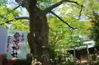 愛宕神社の御朱印