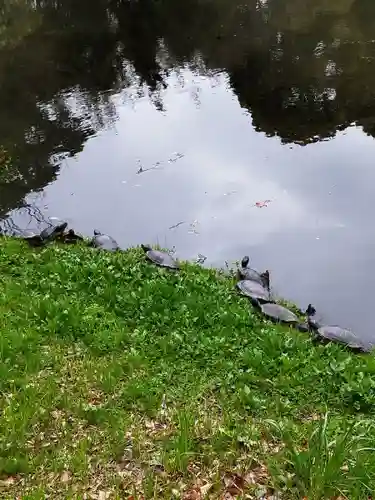 菊田神社の動物