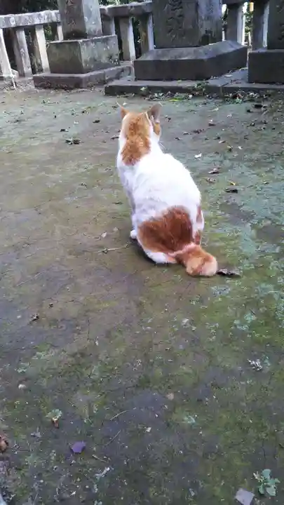 前玉神社の動物