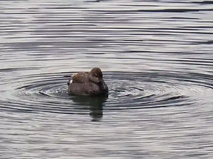 大覚寺(京都府)