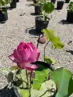 元興寺(奈良県)