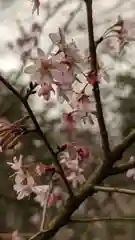 平野神社(京都府)