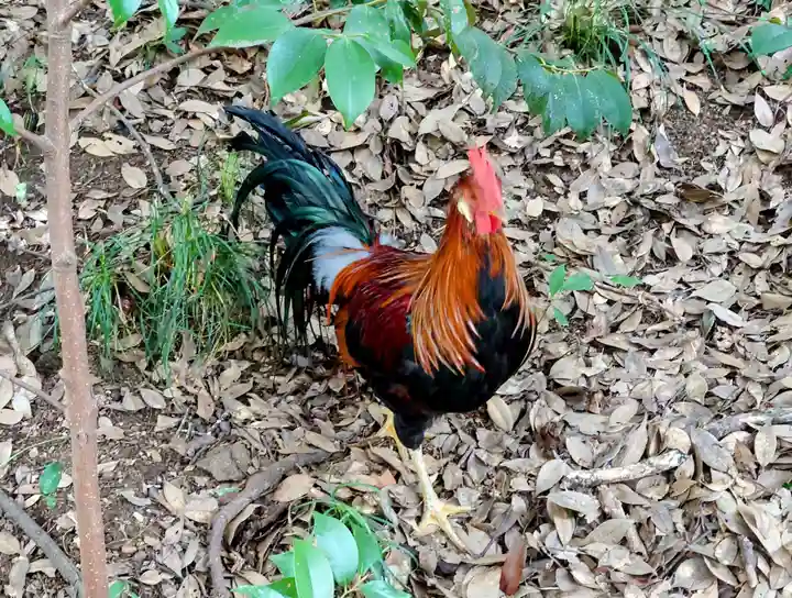 大甕神社(茨城県)