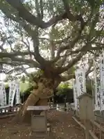 龍口明神社の自然