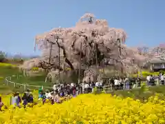 瀧桜神明宮の自然