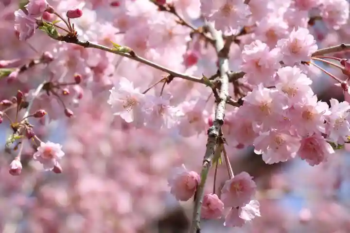 太平山神社(栃木県)