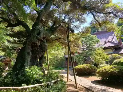 高根寺(千葉県)