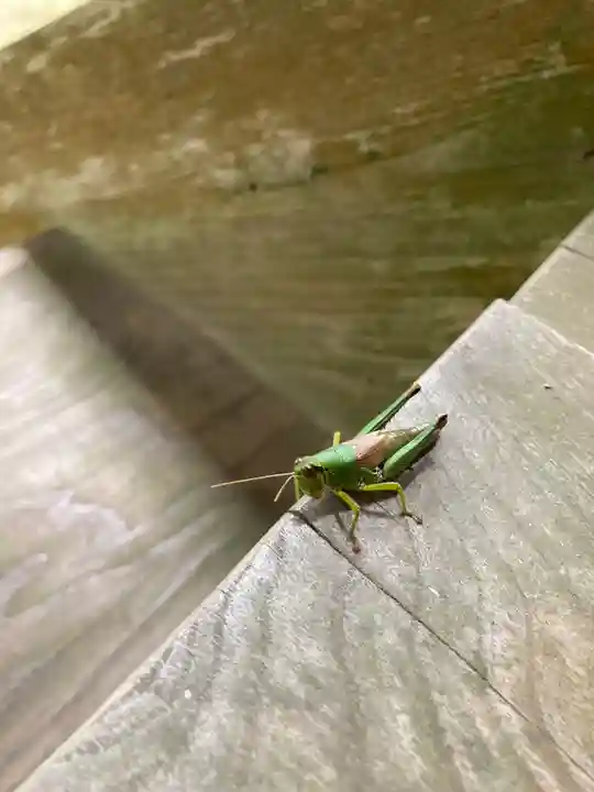 大宮温泉神社の動物