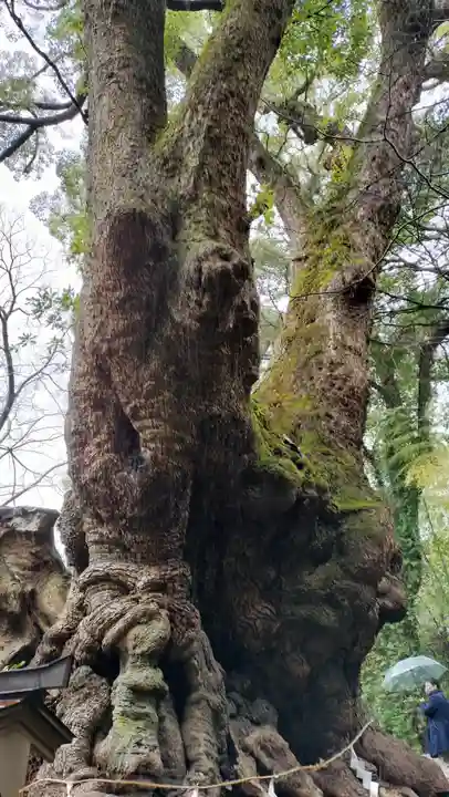來宮神社(静岡県)