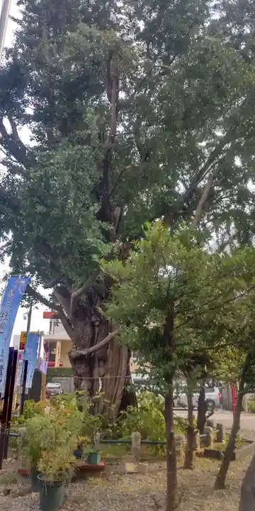 磐井神社(東京都)