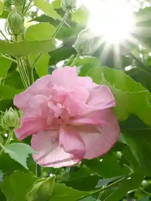 亀戸天神社(東京都)