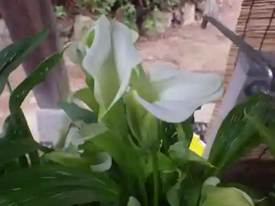 嘉川八幡宮(山口県)