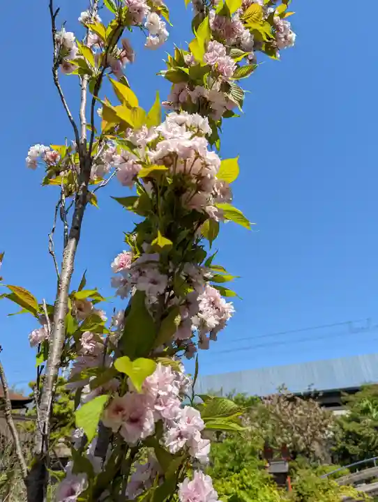 六孫王神社(京都府)
