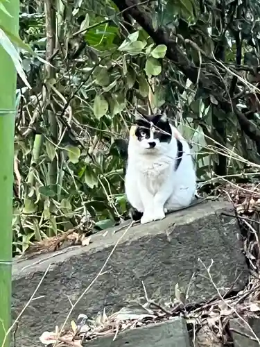 鷲宮神社の動物