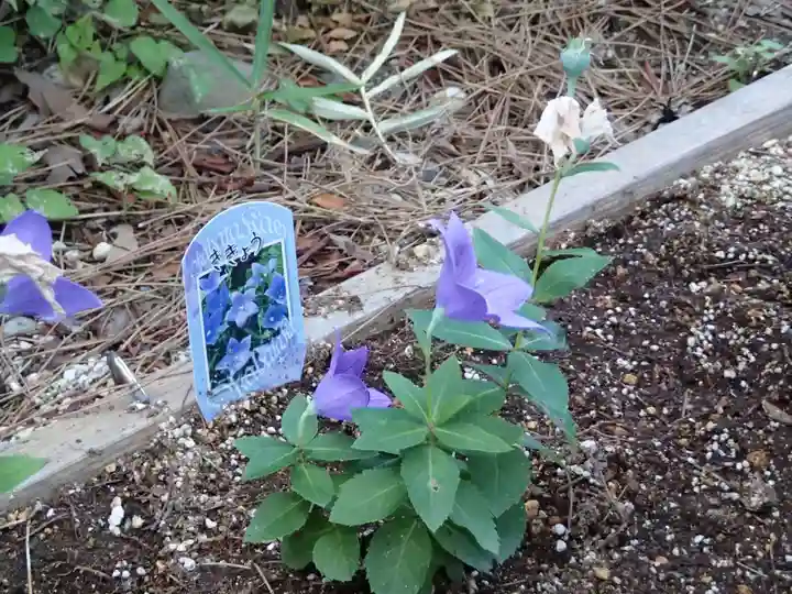 晴明神社(清明山)の自然