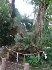 大山祇神社の自然