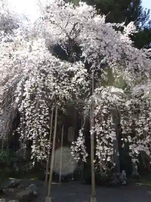 朝日之祖師堂の自然