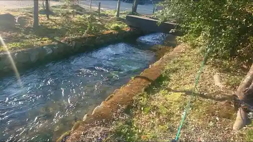 乃木神社の自然
