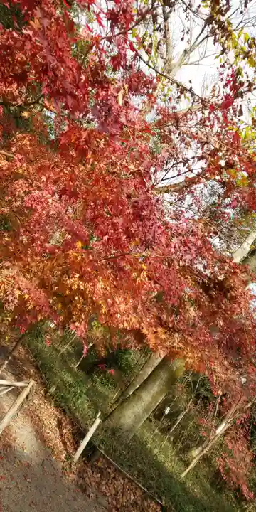 賀茂御祖神社(下鴨神社)の自然