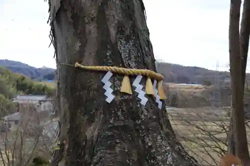 阿久津「田村神社」（郡山市阿久津町）旧社名：伊豆箱根三嶋三社の自然