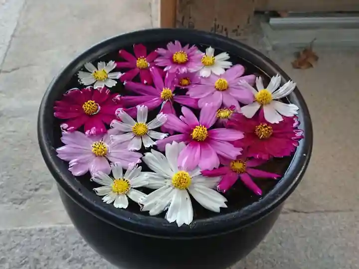 菅生神社の手水舎