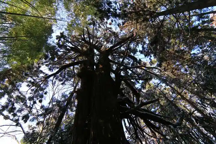 日枝神社の自然