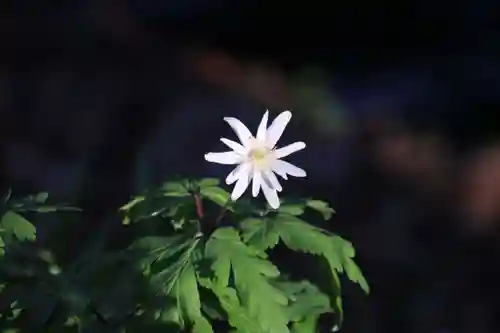 磐椅神社の自然