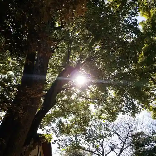 渋谷氷川神社の自然