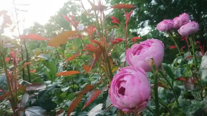 神明社(重本)の自然