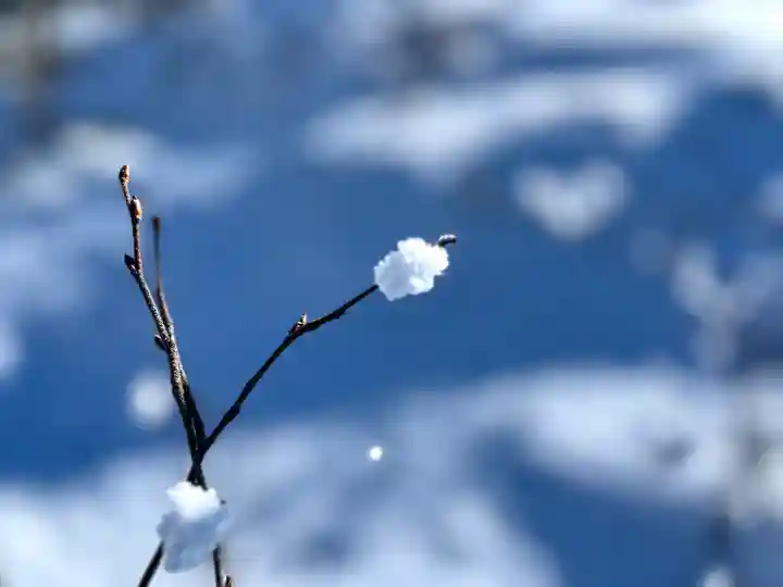 山家神社奥宮の自然