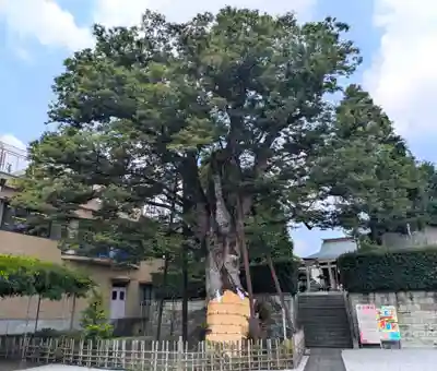 白山神社(東京都)