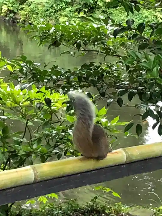 鶴岡八幡宮の動物
