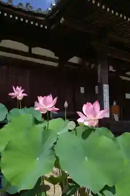 法金剛院(京都府)