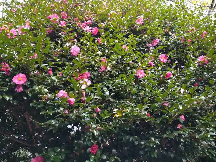 阿智神社の自然